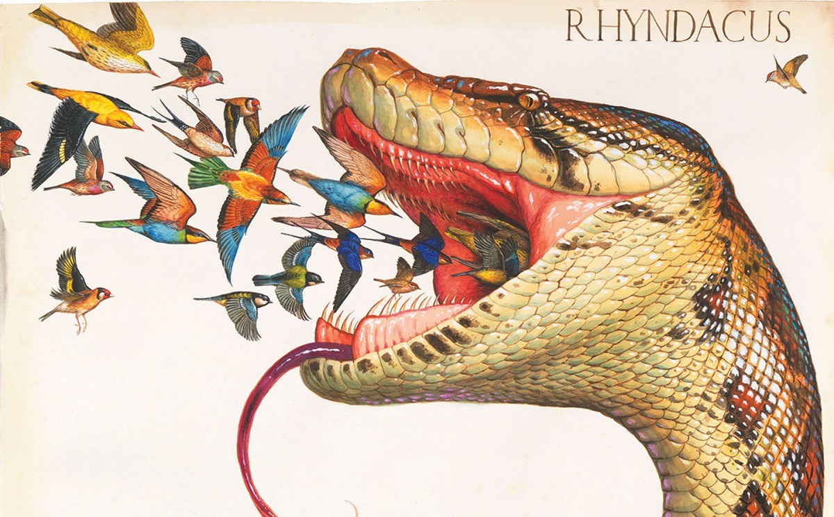 Rhyndacus (Fragment)